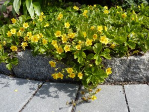 Pragnia syberyjska (Waldsteinia ternata) sadzonka zdjęcie 6