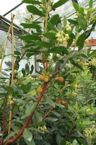 Drzewo truskawkowe (Arbutus unedo) c2 zdjęcie 3