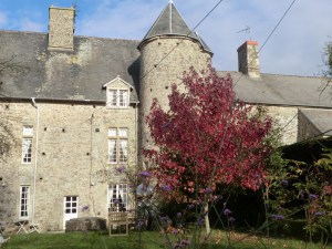 Ambrowiec amerykański (Liquidambar) Worplesdon c4 zdjęcie 3
