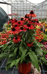 Jeżówka purpurowa (Echinacea) Fountain Red zdjęcie 2