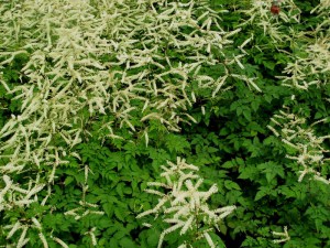 Parzydło leśne (Aruncus) Misty Lace c1  zdjęcie 3
