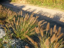 Trawa rozplenica japońska piórkówka (Pennisetum) Moudry zdjęcie