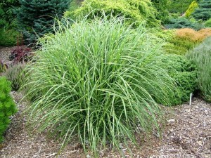 Miskant chiński (Miscanthus chinensis) Little Zebra zdjęcie 3