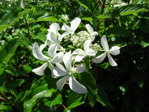 Hortensja bukietowa (Hydrangea) Great Star syn. Le Wasterival c2 zdjęcie 3