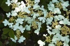 Kalina japońska (Viburnum plicatum) Mariesii c2 zdjęcie 3