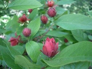Kielichowiec wonny (Calycanthus floridus) c10 foto 3