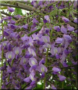 Glicynia (Wisteria) Royal Purple zdjęce 2