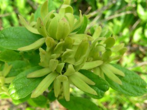 Kielichowiec wonny (Calycanthus floridus) Athens c5 zdjęcie 2