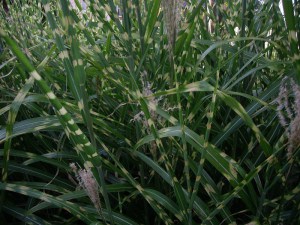 Miskant chiński (Miscanthus sinensis) Zebrinus zdjęcie 3