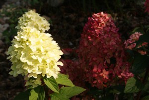 Hortensja bukietowa Magical Candle Hydrangea c3 zdjęcie 5