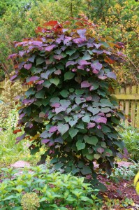Judaszowiec kanadyjski (Cercis canadensis) Ruby Falls c5 zdjęcie 2