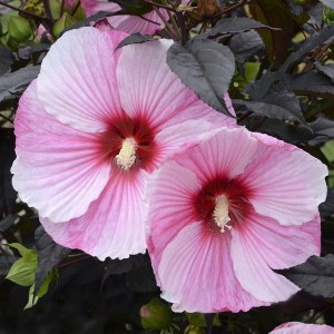 Hibiskus bylinowHibiskus bylinowy (Hibiscus moscheutos) Starry Starry Night zdjęcie 2y (Hibiscus moscheutos) Starry Starry Night zdjęcie 1