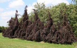 Buk pospolity (Fagus sylvatica) Purpurea Pendula c4 zdjęcie 3