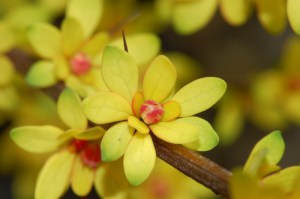 Berberys (Berberis) Powwow c2 zdjęcie 3