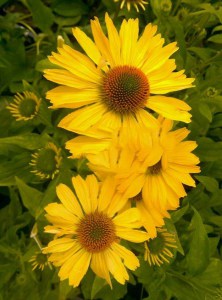 Jeżówka purpurowa (Echinacea) Yellow Pearl zdjęcie 2