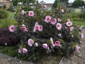 Hibiskus bylinowy (Hibiscus) Summer Storm zdjęcie 2