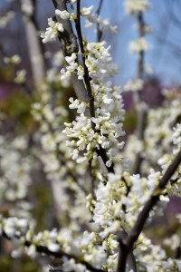 Judaszowiec kanadyjski (Cercis canadensis) Texas c5 zdjęcie 3