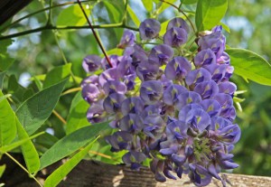Wisteria kentucka (Wisteria macrostachia) Blue Moon c2 zdjęcie 3