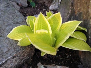 Funkia (Hosta) Saint Elmo's Fire zdjęcie 2