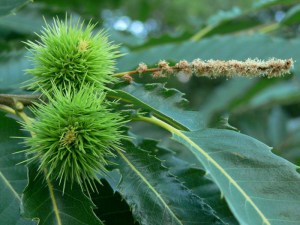 Kasztan jadalny (Castanea sativa) c2-c3 zdjęcie 4