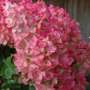 Hortensja bukietowa (Hydrangea) Strawberry Blossom c2 zdjęcie 3