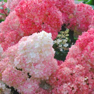 Hortensja bukietowa (Hydrangea) Strawberry Blossom c7,5 zdjęcie 1