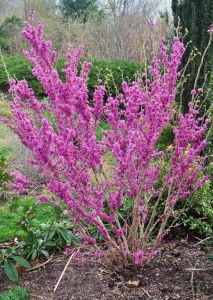 Judaszowiec chiński (Cercis chinensis) Don Egolf c4 zdjęcie 3