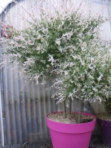 Wierzba (Salix integra) Hakuro Nishiki na pniu zdjęcie 3
