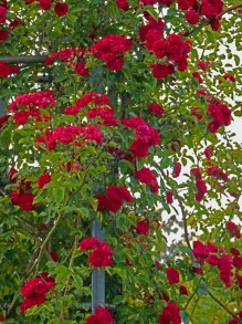 Róża pnąca Chevy Chase czerwona c2 zdjęcie 3