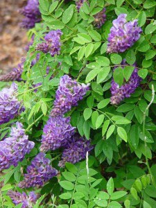 Wisteria amerykańska (Wisteria frutescens) Longwood Purple c2 zdjęcie 3