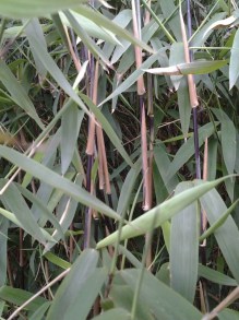 Bambus mrozoodporny (Fargesia nitida) Fargezja lśniąca c3 zdjęcie 3