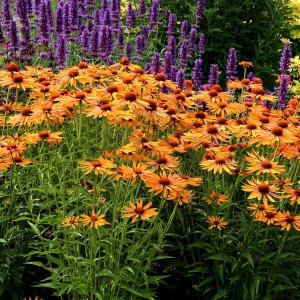 Jeżówka purpurowa (Echinacea) Big Kahuna zdjęcie 2