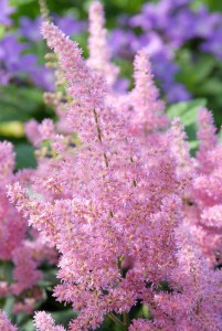 Tawułka japońska (Astilbe japonica) Mainz c2 zdjęcie 2
