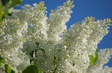 Bez - lilak - Syringa Excellent zdjęcie 2