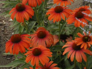 Jeżówka purpurowa (Echinacea) Julia zdjęcie 3