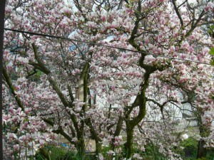 Magnolia pośrednia (Magnolia soulangeana) Amabilis zdj 2
