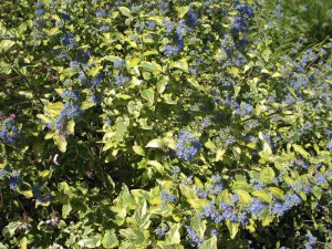 Barbula (Caryopteris) Summer Sorbet 2