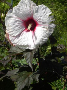 Hibiskus bylinowy (Hibiscus moscheutos) Kopper King zdjęcie 2