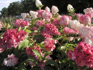 Hortensja Vanille Fraise syn. Renhy c3 zdjęcie 2