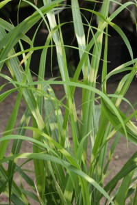 Miskant chiński (Miscanthus chinensis) Apache zdjęcie 3