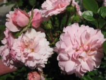 Róża pnąca Albertine różowa c2 zdjęcie 3