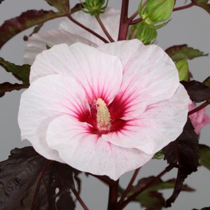 Hibiskus bylinowy (Hibiscus moscheutos) Carousel Jolly Heart zdjęcie 3