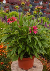 Jeżówka purpurowa (Echinacea) Magenta Pearl zdjęcie 2