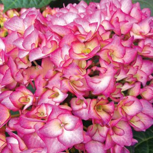 Hortensja ogrodowa (Hydrangea macrophylla) Grafin Cosel zdjęcie 1