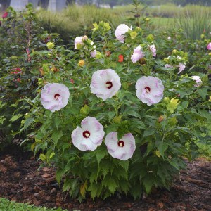 Hibiskus bylinowy (Hibiscus moscheutos) Ballet Slippers zdjęcie 2
