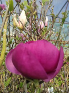 Magnolia Black Tulip c4 drzewo zdjęcie 3
