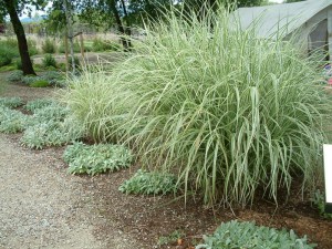Miskant chiński (Miscanthus chinensis) Variegatus zdjęcie 3