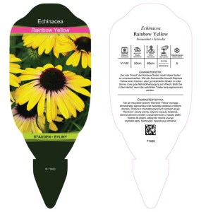 Jeżówka purpurowa (Echinacea) Rainbow Yellow zdjęcie 2