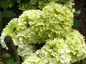 Hydrangea paniculata (Hydrangea paniculata) Magical Andes c2 zdjęcie 3