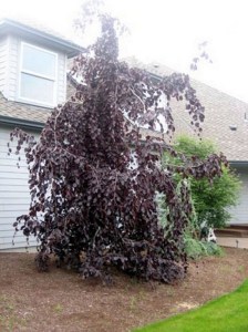 Buk pospolity (Fagus sylvatica) Purple Fountain c4 zdjęcie 3